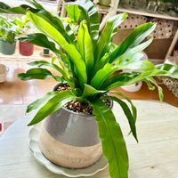 オオタニワタリ,アスプレニウム,観葉植物,ダイソー,インテリアグリーンの画像