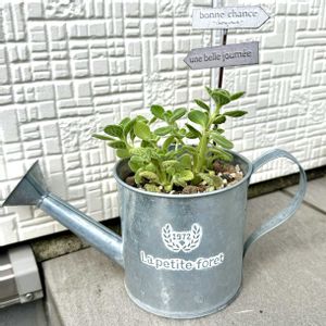 アロマティカス,雨上がり,雨の日,虫除け,ゴキ対策の画像