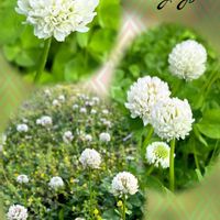 ブライダルベール,シロツメクサ(クローバー),お出かけ先で,my plantsの画像
