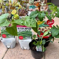 ミニトマト,落花生,落花生,インゲン,インゲンの画像