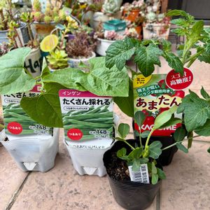 ミニトマト,落花生,落花生,インゲン,インゲンの画像