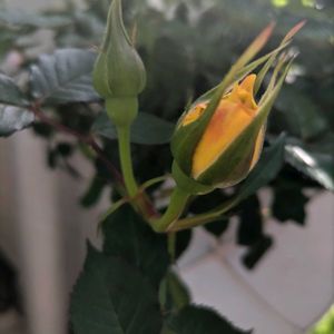 ミニバラ,ばら バラ 薔薇,春,キッチン,テラスの画像