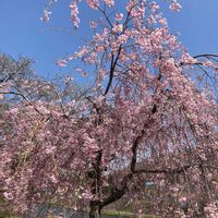 サクラ,ニオイスミレ,ニオイスミレ,ミズバショウ,ムスカリの画像