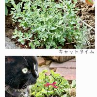 キャットミント,ノースポール,レモンバーム,八重ドクダミ,ミントベリーズアンドクリームの画像
