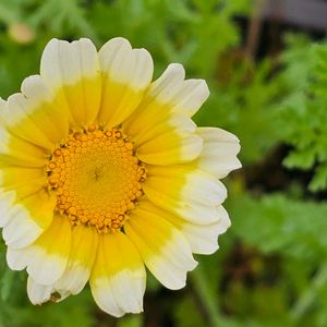 春菊,お野菜の画像