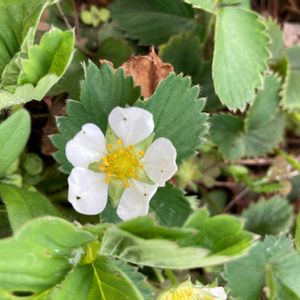 イチゴ,いちごの花,ハーブ,白い花,いつもありがとう♡の画像