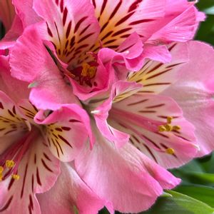 お花大好き♡,キッチン,庭,リビング・ダイニング,玄関内側の画像