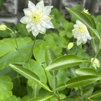 オダマキ,ツルニチニチソウ,コンボルブルス スノーエンジェル,咲いた！,かわいい♡の画像