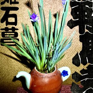 姫秀麗,ヒメセキショウ,盆栽,多肉植物,小品盆栽の画像