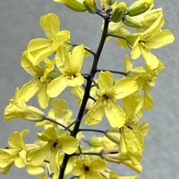 ハボタン,葉牡丹,プランター,可愛いな,小さな庭の画像