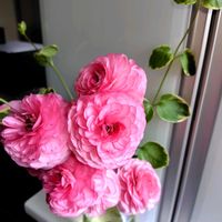 シロツメクサ,ツルニチニチソウ,ラナンキュラス,花のある暮らし,今日のお花の画像