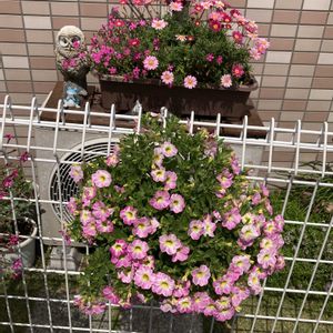 マーガレット,ガーデニング,花のある暮らし,マンション専用庭,庭の画像