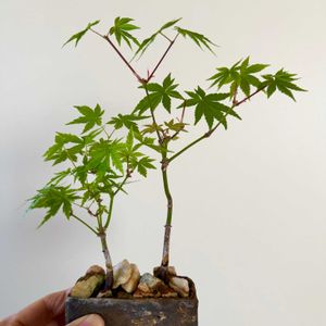 イロハモミジ,イロハモミジ,盆栽,実生,小品盆栽の画像