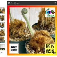 タカワラビ,キンモウコウ,観葉植物,シダ植物,インテリアグリーンの画像