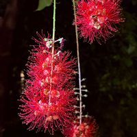 サガリバナ,サガリバナ 赤の画像