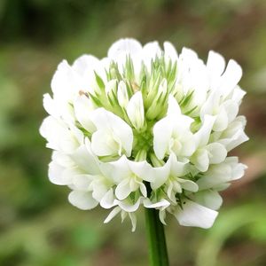 シロツメクサ,シロツメクサ,無農薬野菜,菌ちゃん農法,家庭菜園の画像