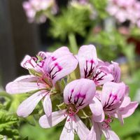 イチゴ,ニラ,大葉,センテッドゼラニウム,青紫蘇の画像