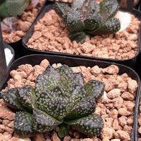 ハオルチア,ハオルシア,ハオルシア王蟲,ハオルシア王蟲,多肉植物の画像