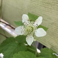 ラズベリー,ラズベリー　リサ・ワイマテ,実のなる植物,花のある暮らし,庭の宿根草の画像