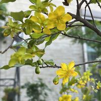 ブドウ,ミッキーマウスの木,ぶどう,楽しみ〜,いつも心に太陽をの画像