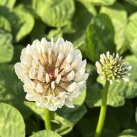 シロツメクサ,マイズルソウ,リンゴ,リンゴの花,ムレスズメ(群雀)の画像