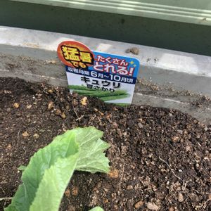 キュウリ,キュウリ,キュウリ,キュウリ,キュウリ　うどんこつよしの画像