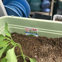 大葉 青しそ,大葉 青しそ,シシトウ,シシトウ,開花の画像