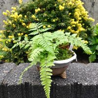 ヤブラン,シダ,キンメツゲ,シダ植物,小鉢の画像
