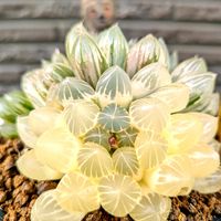 イワヒバ,ハオルチア,秋月,ピグマエア錦,萩原ピグマエア錦の画像