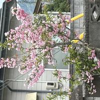ハナカイドウの画像