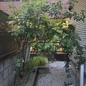 バラ,剪定後,剪定前,iPhone撮影,植物大好きの画像
