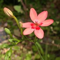 ヒメツルソバ,ヒメヒオウギ,ムラサキカタバミ,野草,雑草好きの画像