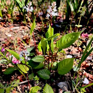 アブクマトラノオ,山野草,絶滅危惧種,多年草,タデ科の画像