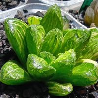 万象交配錦✕雪国,ハオルチア属,多肉ちゃん,ボタニカルライフ,ベランダーの画像