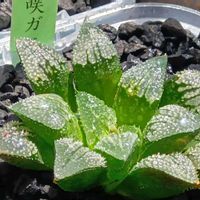 ハオルチア 花咲ガニ,ハオルチア属,多肉ちゃん,ボタニカルライフ,ベランダーの画像