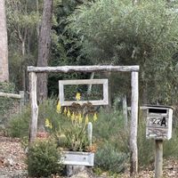 ミモザ,大木,癒される♡,ユーカリの森,カンガルーポー?の画像