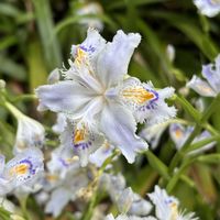 シャガ,ツツジ,菜の花の画像