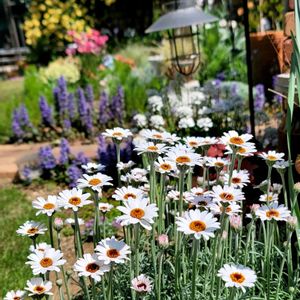 リーフ好き☘.۰•゜,地植え,かわいいな♡,大好きなお花,成長が楽しみの画像