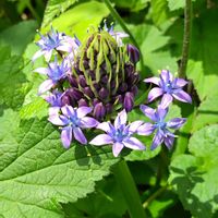 ツルニチニチソウ,ヒューケラ,カタバミ,テイアレア,鉢植えの画像