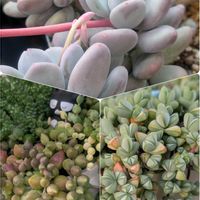 セダム,桃美人,碧魚連,アーモンドネックレス,多肉植物の画像