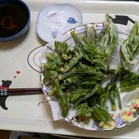 コシアブラ,ハリギリ,クローバー・ティント ロゼ,たらの芽,クローバー・ティント”ヴェール”の画像