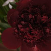 芍薬,燕子花,玄関内側の画像