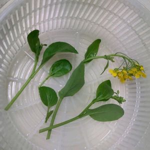 菜心,プランター野菜,収穫,野菜の花,プランター菜園の画像