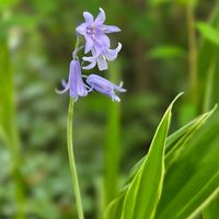 スパラキシス,斑入りアマドコロ,ノリウツギ,シラーの花,見てくれてありがとう♡の画像