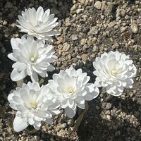 アネモネ,雪割草,八重咲きサンギナリア・カナデンシスの画像
