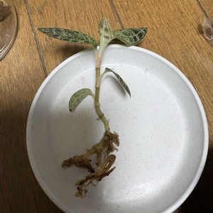 コツボゴケ,マコデス ペトラ,シダ植物,流木,ジュエルオーキッドの画像