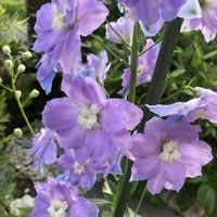 宿根草,デルフェニウム　モーニングライト,お花,おうち園芸,庭の画像