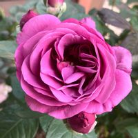 バラ プラムパーフェクト,お花,ばら バラ 薔薇,おうち園芸,庭の画像