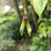 ポポー,畑の画像
