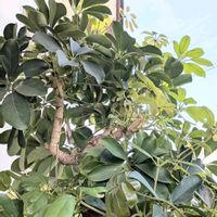 シェフレラ,カポック,観葉植物,熱帯植物,植物のある暮らしの画像